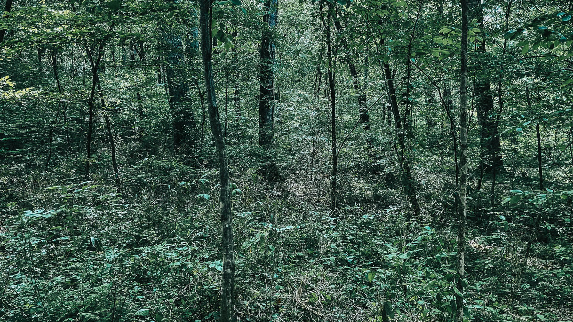 Land Clearing Middle Tennessee