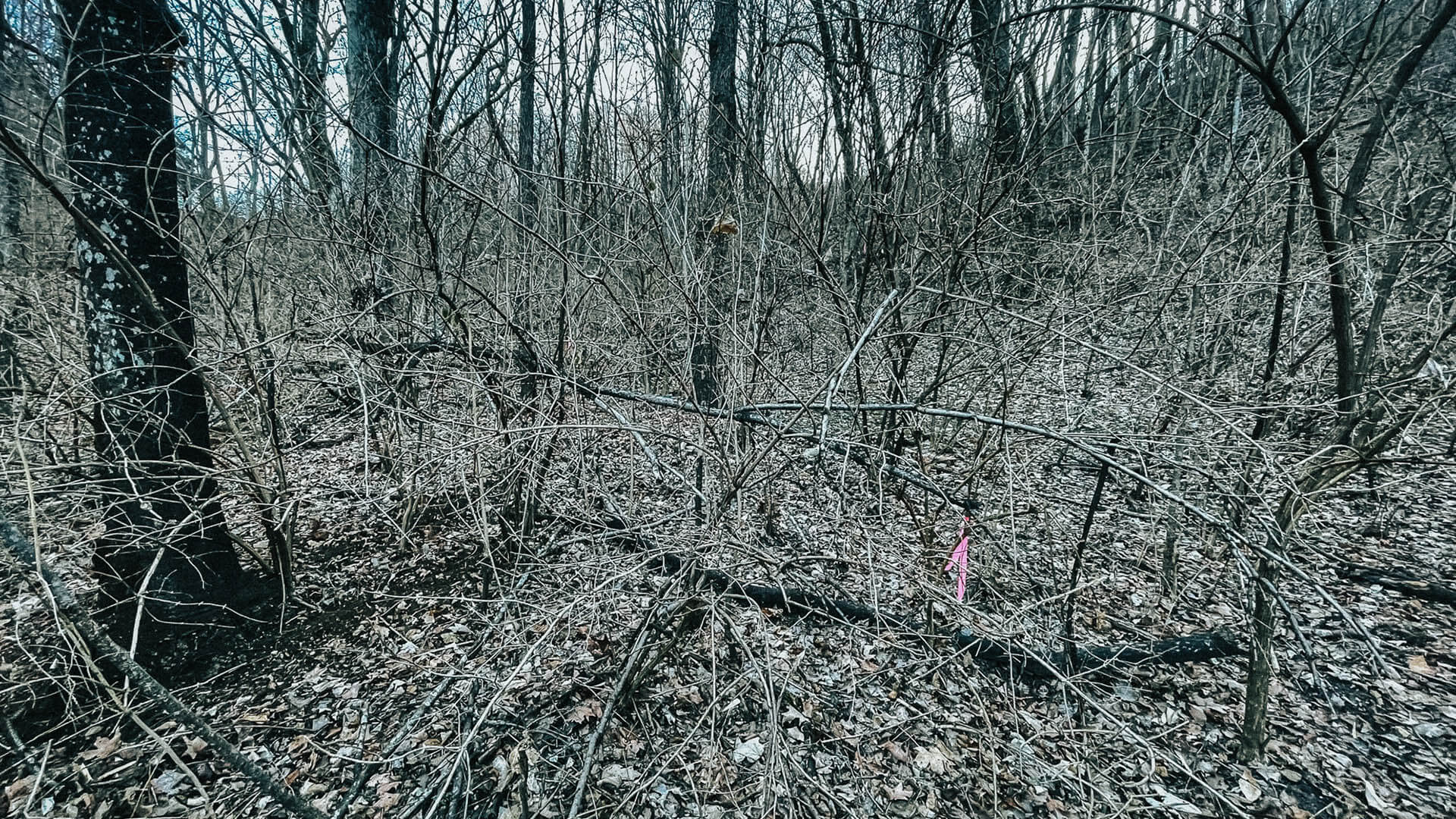 Land Clearing Middle Tennessee