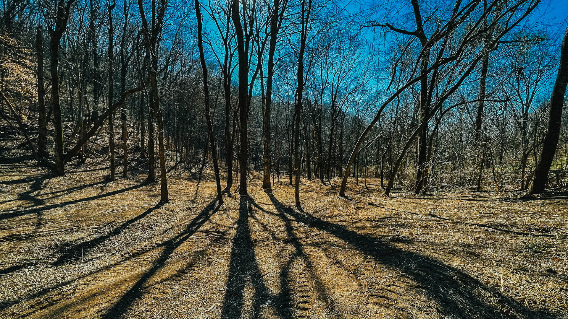 Land Clearing Middle Tennessee
