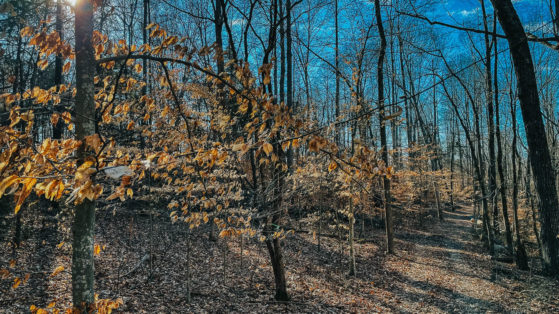 Land Clearing Middle Tennessee
