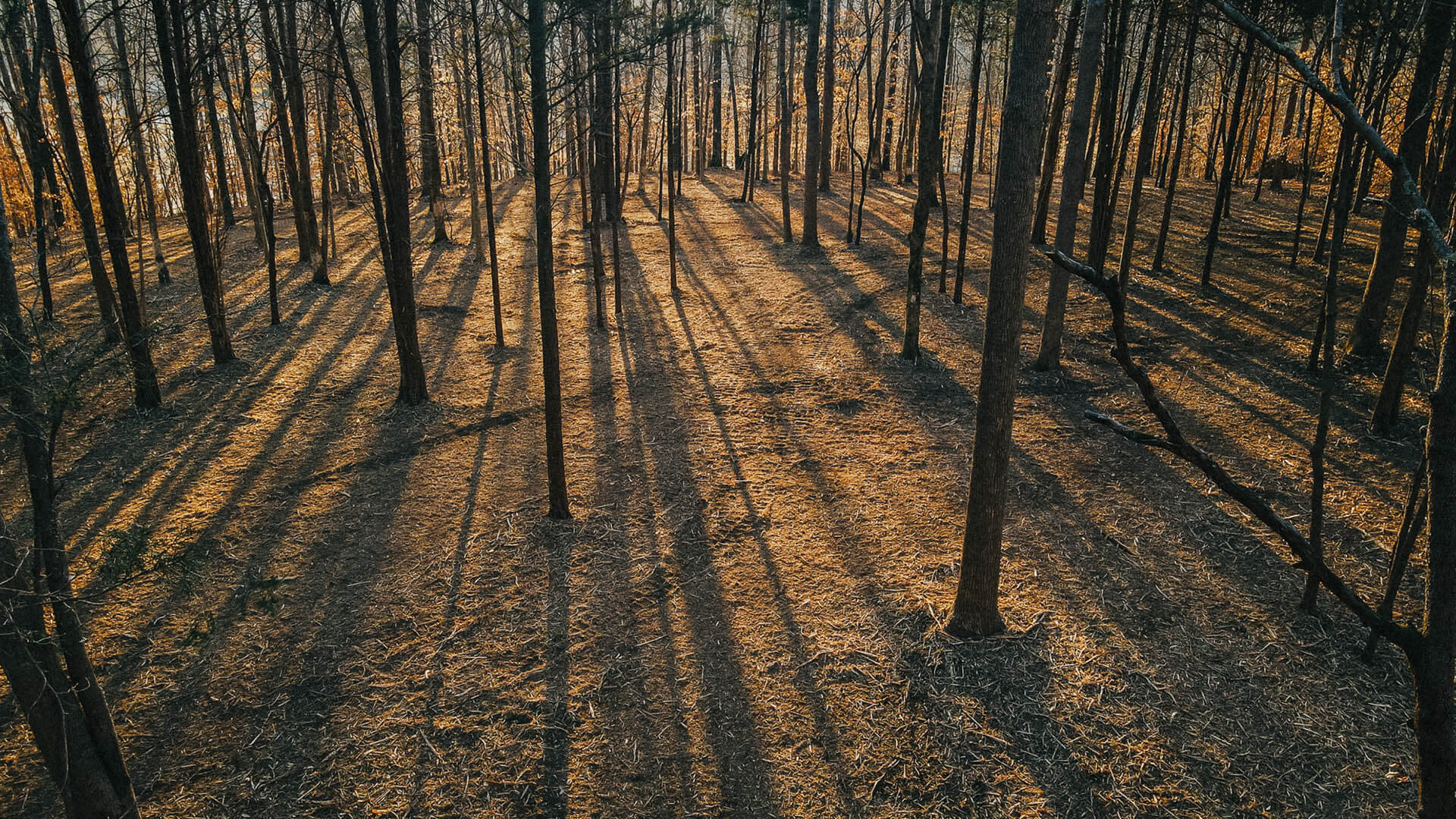 Land Clearing Middle Tennessee